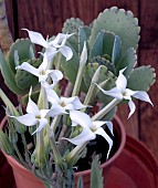 KALANCHOE MARMORATA